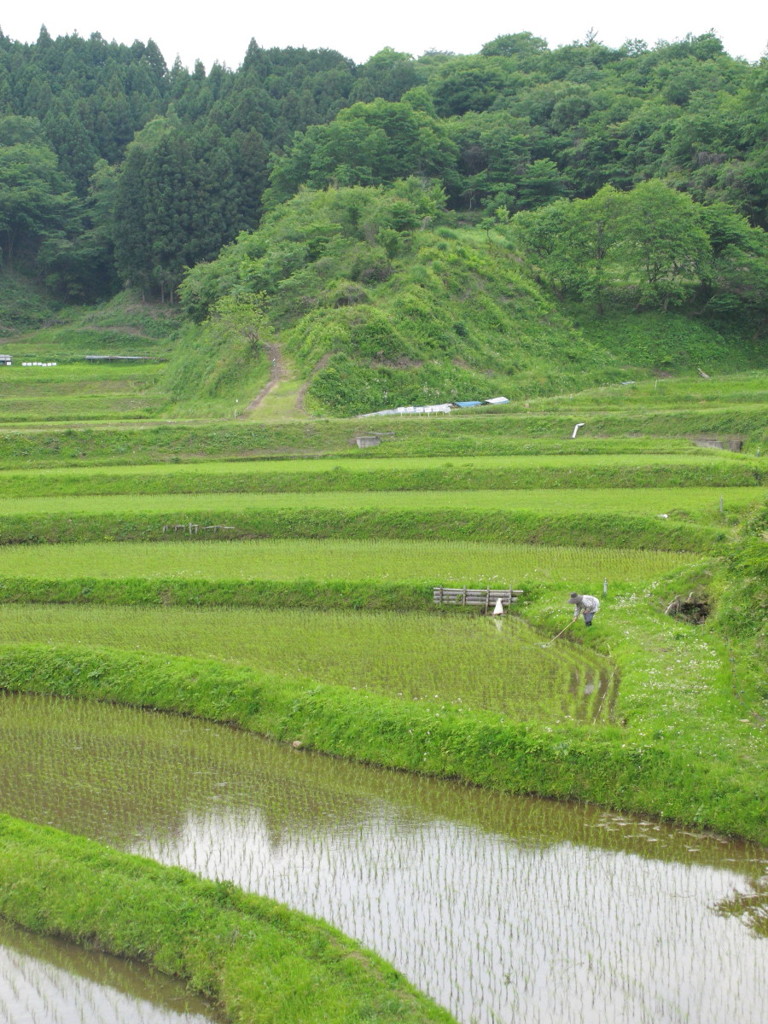 棚田の風景1
