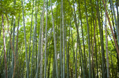 竹林