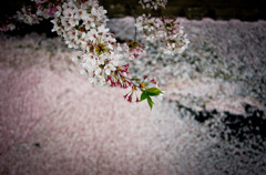 咲く桜、散る桜