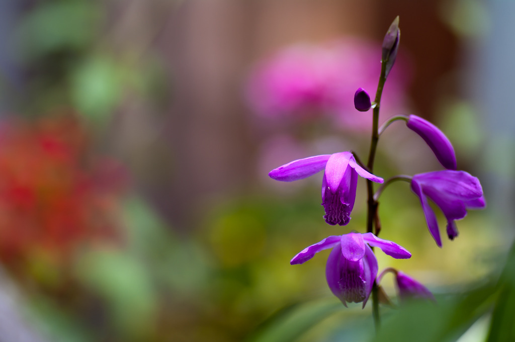 Garden photo 6