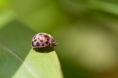 てんとう・・・じゃない虫