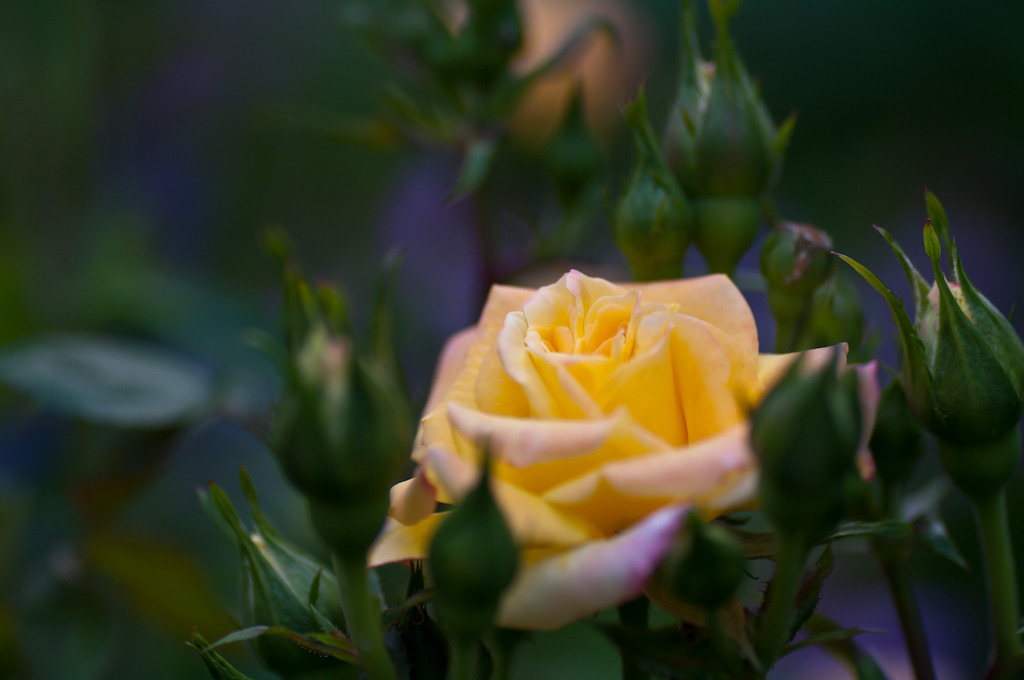 薔薇