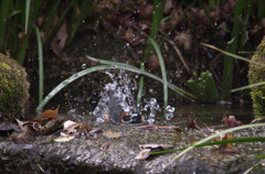 ヤマガラの水遊び②
