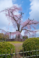 京都 八坂神社 円山公園しだれ桜