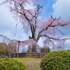 京都 八坂神社 円山公園しだれ桜