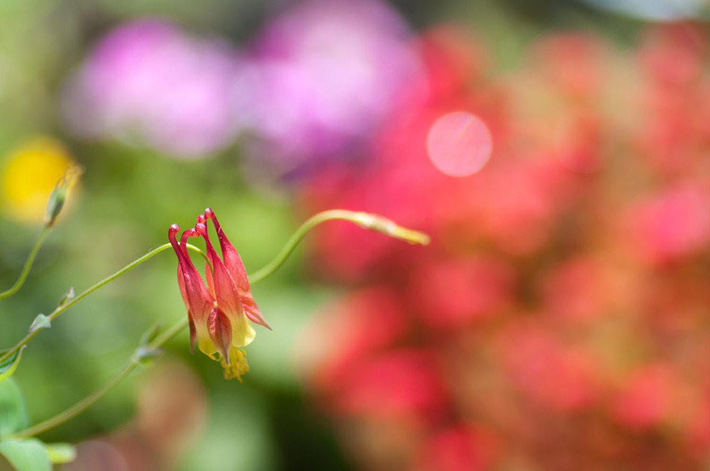 Garden photo 1