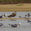 海の鳥たち２