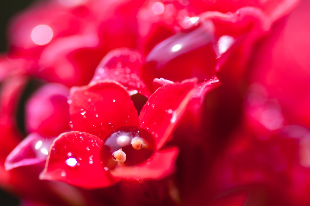愛の水中花粉