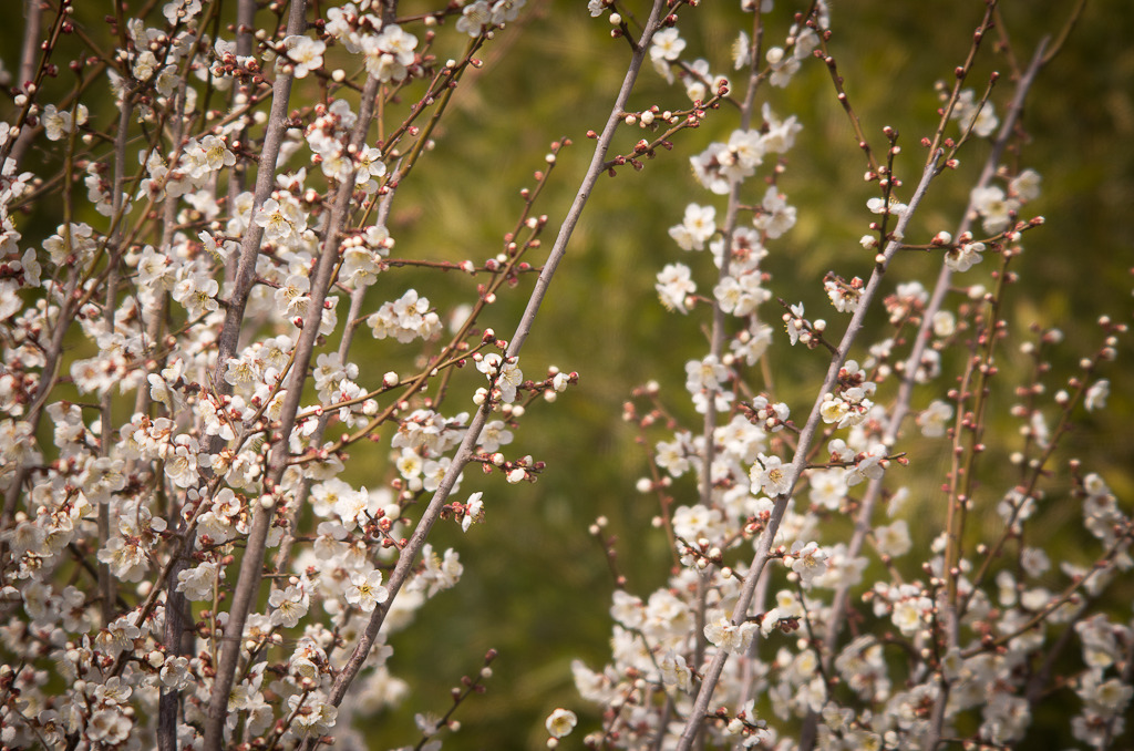 530mmで梅の花①