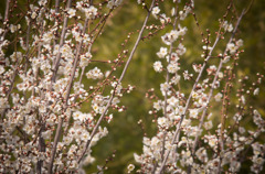 530mmで梅の花①