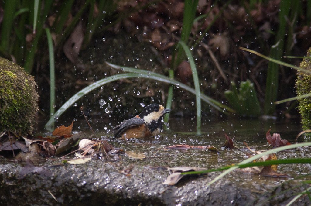 ヤマガラの水遊び①