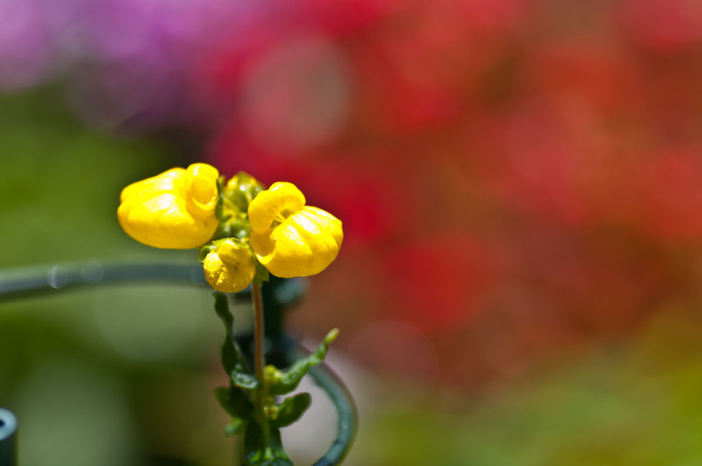 Garden Photo 2