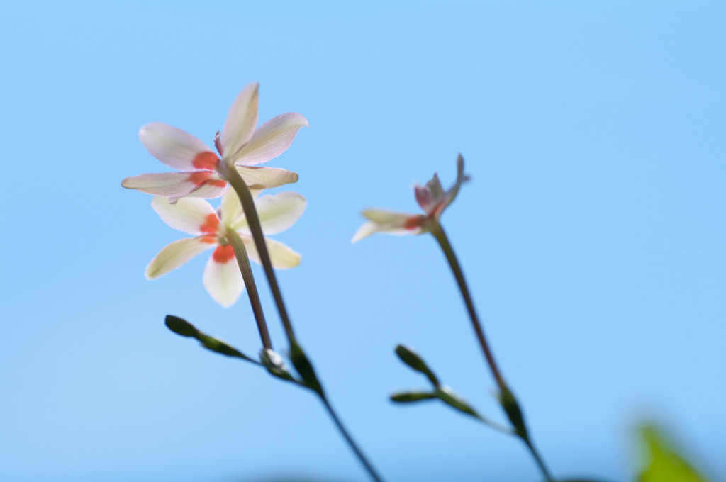 燦燦と