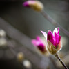 春の息吹②