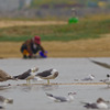 鳥とおじさん