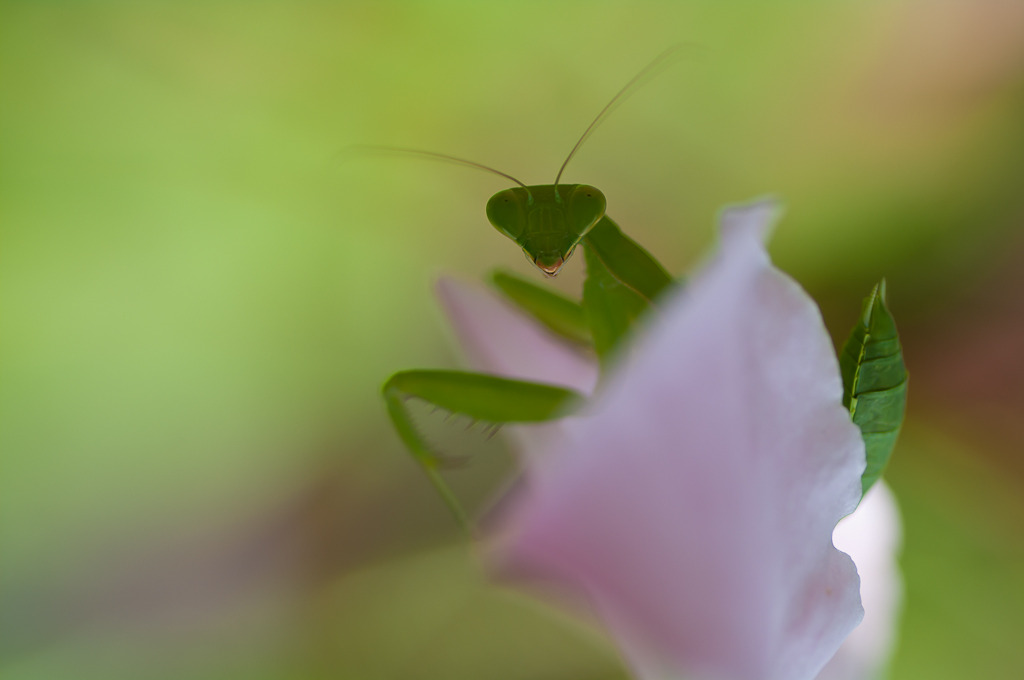花とカマキリ