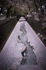 桜色川