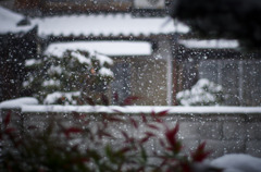 降る雪