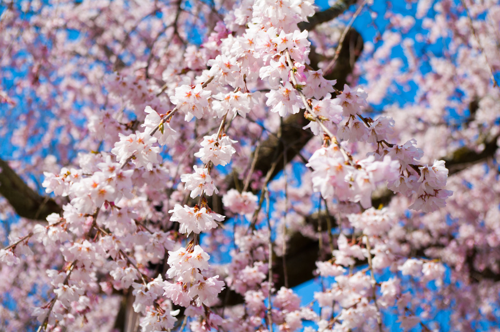 京都 八坂神社 円山公園 桜