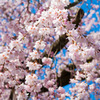 京都 八坂神社 円山公園 桜