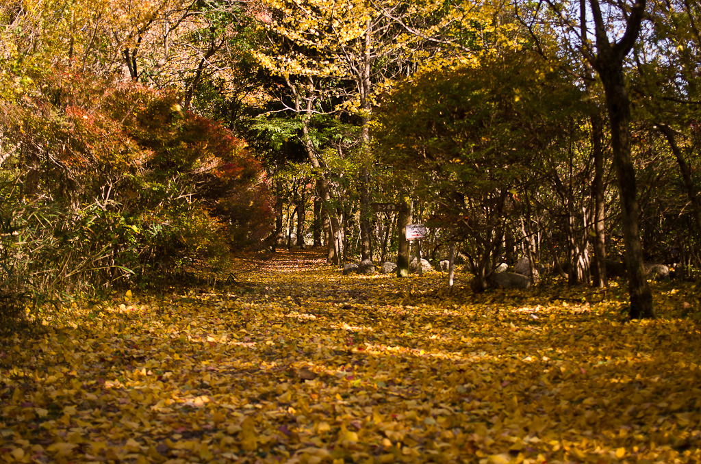 YELLOW CARPET