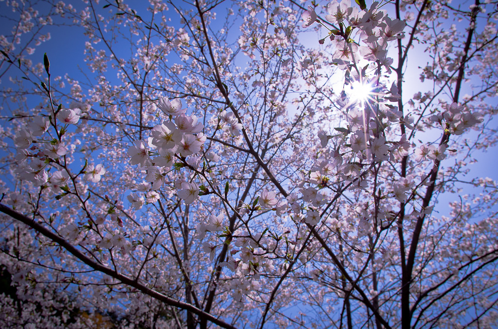 花見日和②