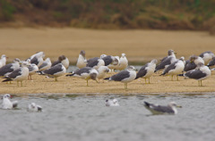 海の鳥たち１