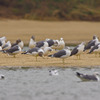 海の鳥たち１