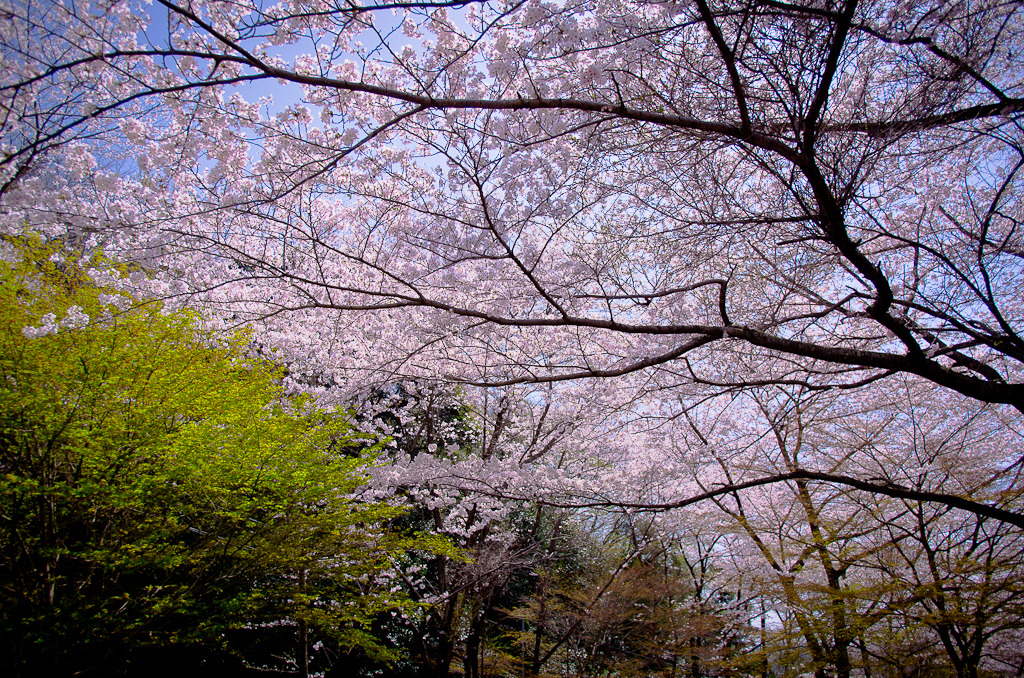 花見日和③