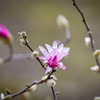 春の息吹③
