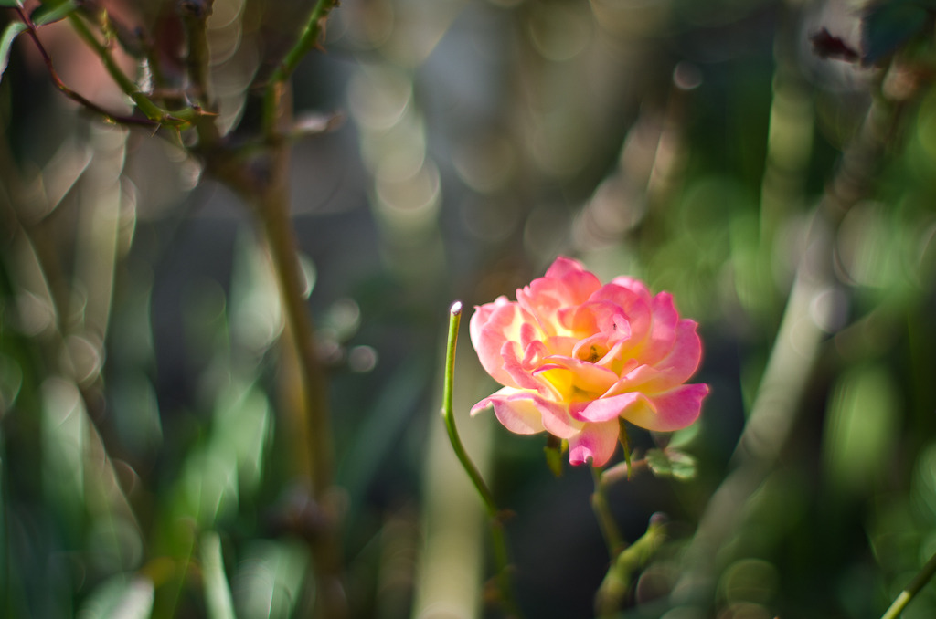 Melty rose