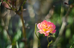 Melty rose