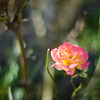 Melty rose