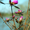 川辺の花