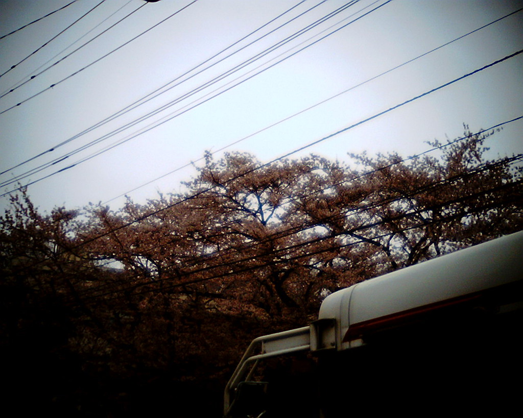 桜