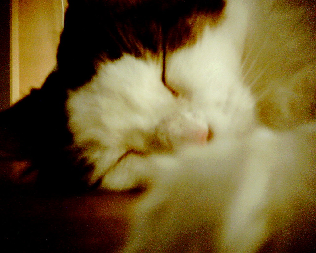 ねころぶ
