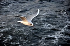海鳥
