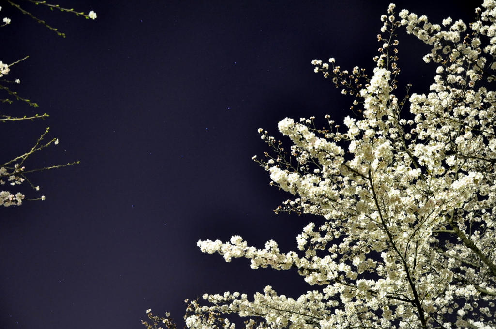 北斗七星と桜