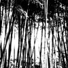白と黒のコントラスト