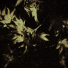 Silent