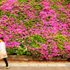 Step of flower