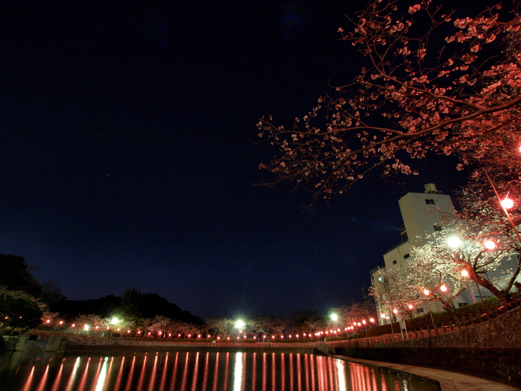 夜桜