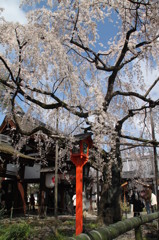 平野神社