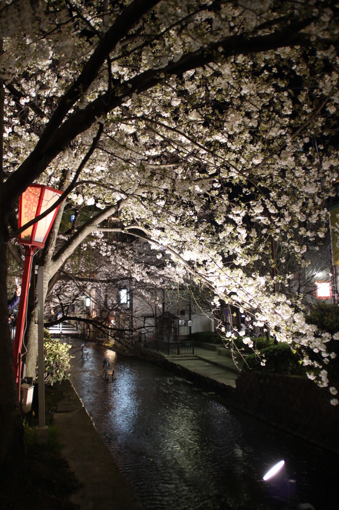 高瀬川（夜）
