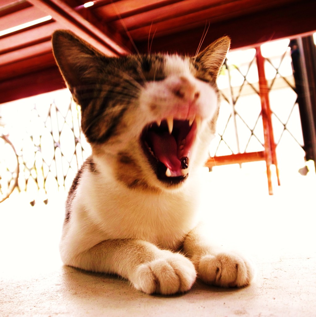 ♪ Ｙａｗｎ ♪