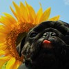 太陽に向かって吠えろ ♪