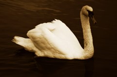 swan