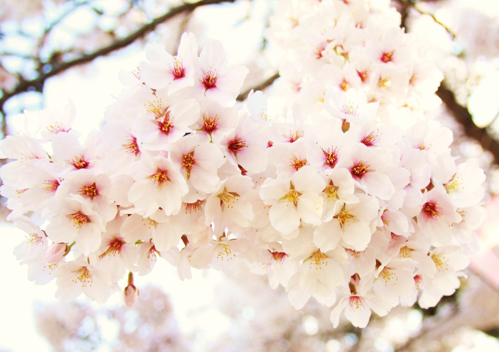 桜