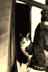 cat eye
