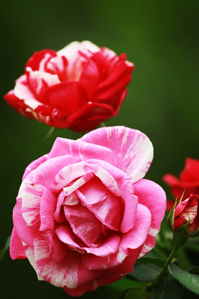 薔薇